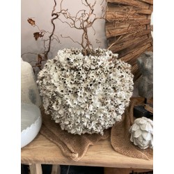 BARNACLE POT