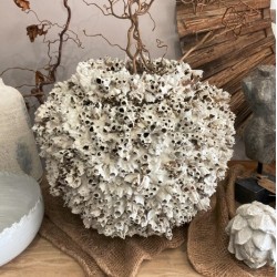 BARNACLE POT
