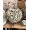 BARNACLE POT