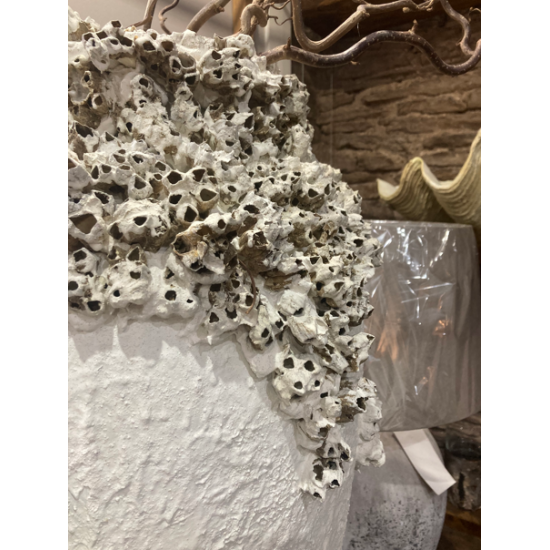TALL BARNACLE POT