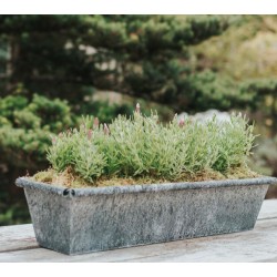 The Dorset Trough